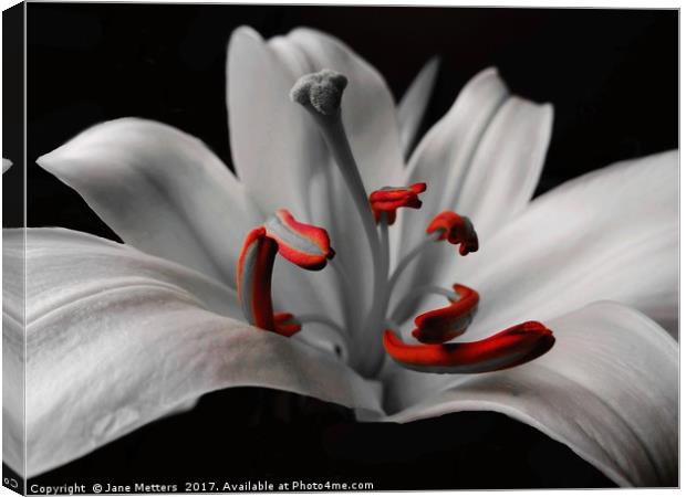 Beautiful Lily Canvas Print by Jane Metters