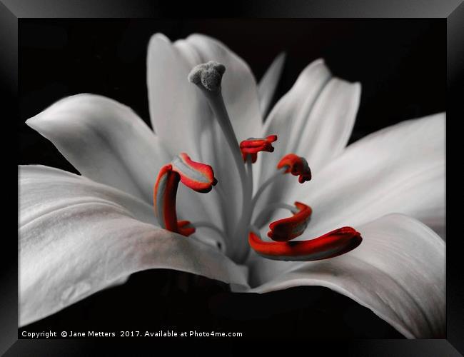 Beautiful Lily Framed Print by Jane Metters