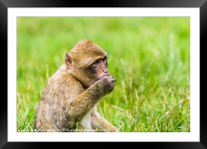 Barbary macaque enjoying some grapes Framed Mounted Print by Jason Wells
