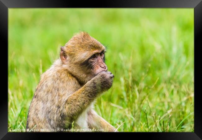 Barbary macaque enjoying some grapes Framed Print by Jason Wells