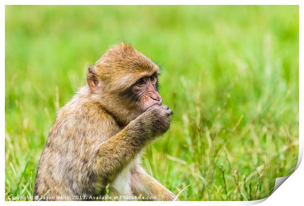 Barbary macaque enjoying some grapes Print by Jason Wells