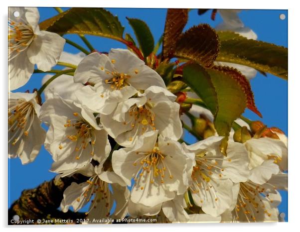    A Branch of White Blossom                       Acrylic by Jane Metters