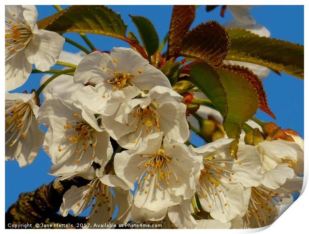    A Branch of White Blossom                       Print by Jane Metters