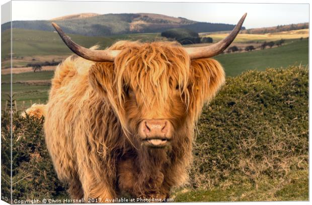 Highland Cattle Canvas Print by Chris Horsnell