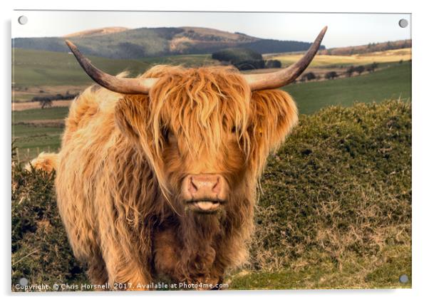 Highland Cattle Acrylic by Chris Horsnell
