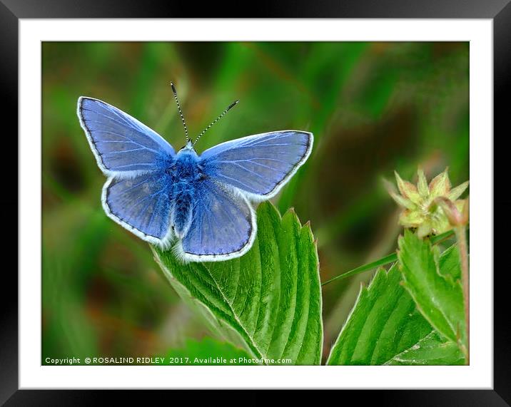 "Beautiful blue" Framed Mounted Print by ROS RIDLEY