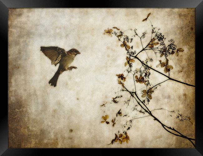Dead Flowers and Bird Framed Print by K. Appleseed.