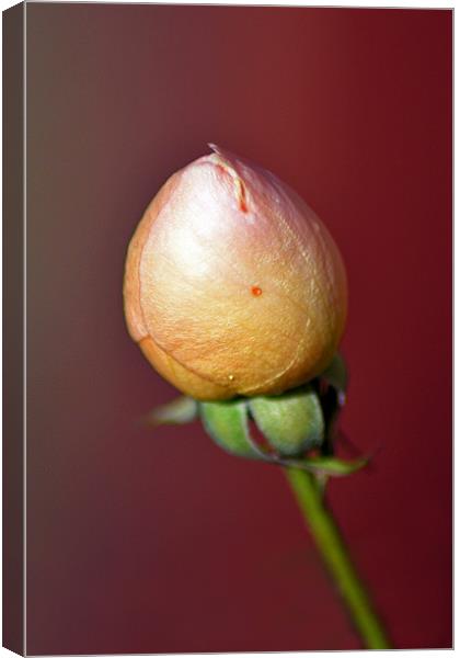 Tight Bud Canvas Print by Donna Collett