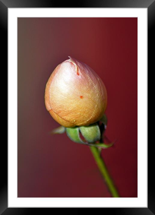 Tight Bud Framed Mounted Print by Donna Collett