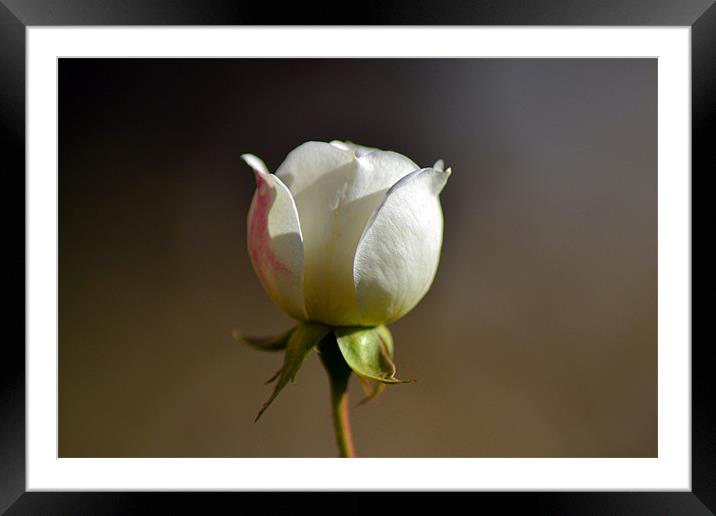White Bud Framed Mounted Print by Donna Collett