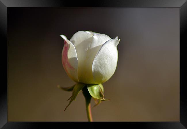 White Bud Framed Print by Donna Collett