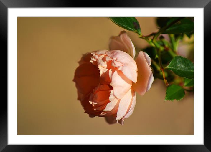 Peach Rose Framed Mounted Print by Donna Collett