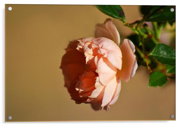 Peach Rose Acrylic by Donna Collett