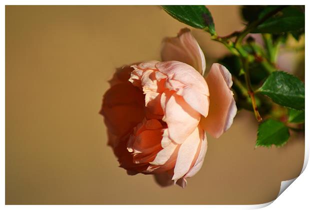 Peach Rose Print by Donna Collett