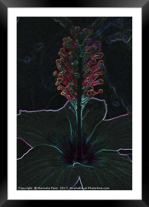 velvet colored flower Framed Mounted Print by Marinela Feier