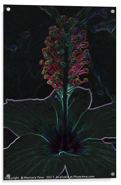 velvet colored flower Acrylic by Marinela Feier