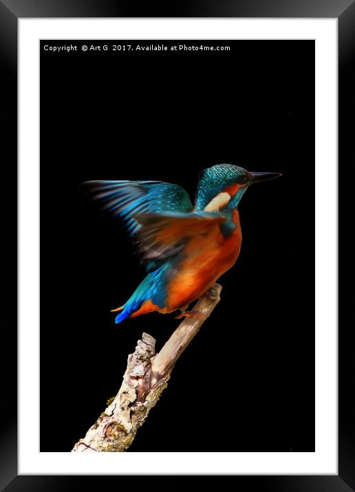 Kingfisher on Black Framed Mounted Print by Art G