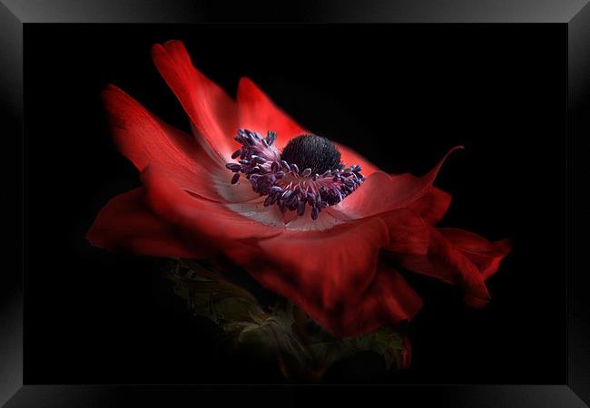 Red Anemone Framed Print by Ann Garrett