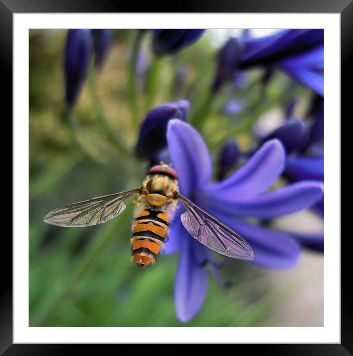 hover fly Framed Mounted Print by Heather Newton