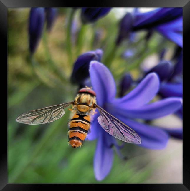 hover fly Framed Print by Heather Newton