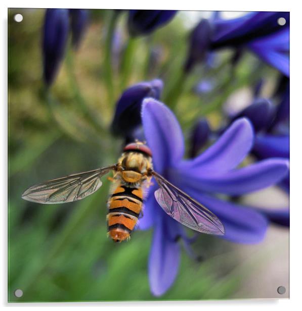 hover fly Acrylic by Heather Newton