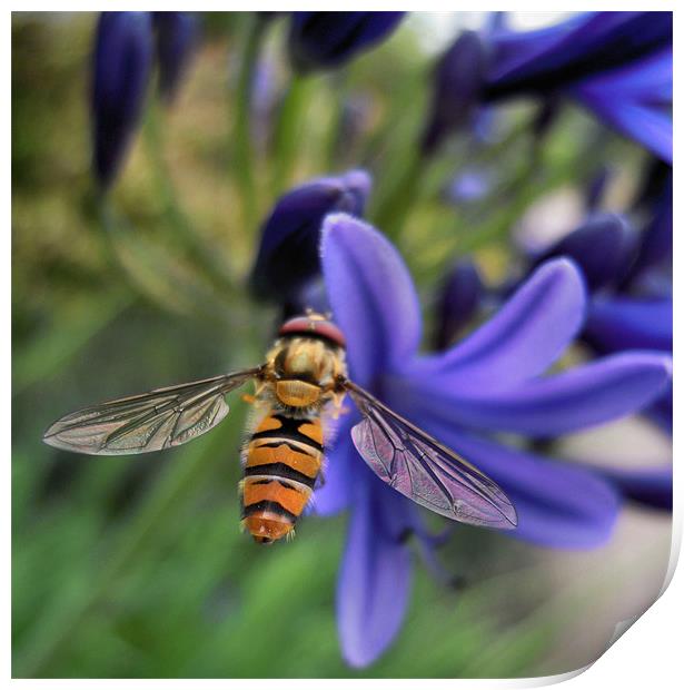 hover fly Print by Heather Newton