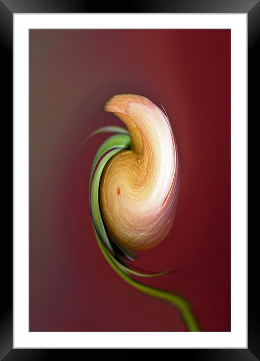 Rose Swirl Framed Mounted Print by Donna Collett