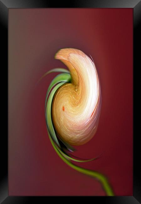 Rose Swirl Framed Print by Donna Collett