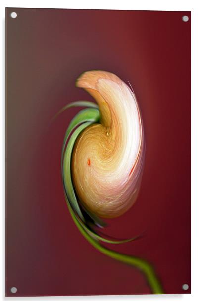 Rose Swirl Acrylic by Donna Collett