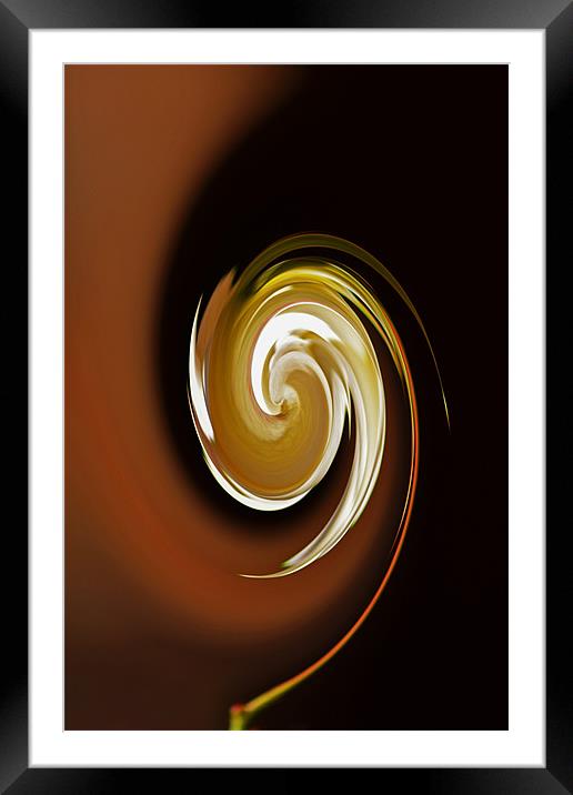Caramel Swirl Framed Mounted Print by Donna Collett