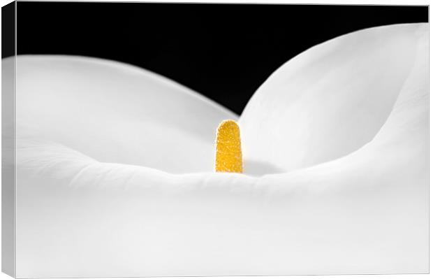 Lily Closeup Canvas Print by Mary Lane