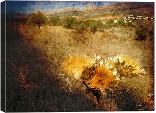 Dried Thistles Canvas Print by Gary Miles