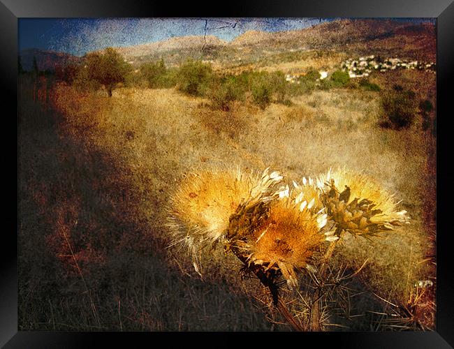Dried Thistles Framed Print by Gary Miles