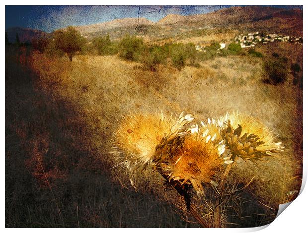Dried Thistles Print by Gary Miles