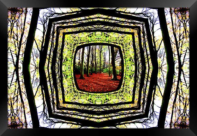 Framed Woodland Framed Print by Ian Jeffrey