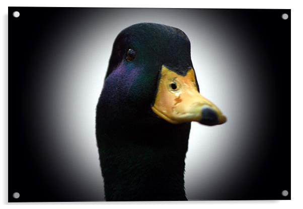 Quack (Mallard) Acrylic by Doug McRae