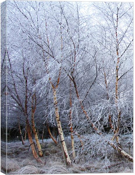 Frosted Trees in Snow Canvas Print by Jacqi Elmslie