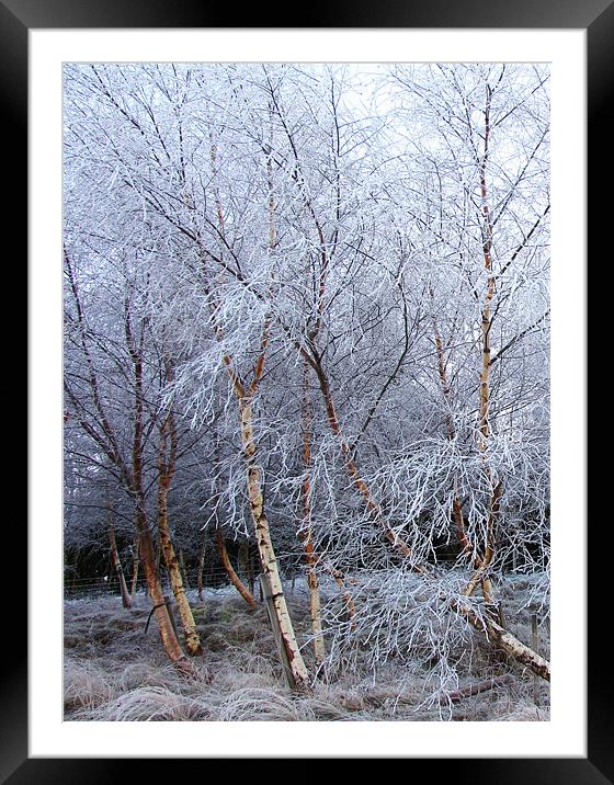 Frosted Trees in Snow Framed Mounted Print by Jacqi Elmslie