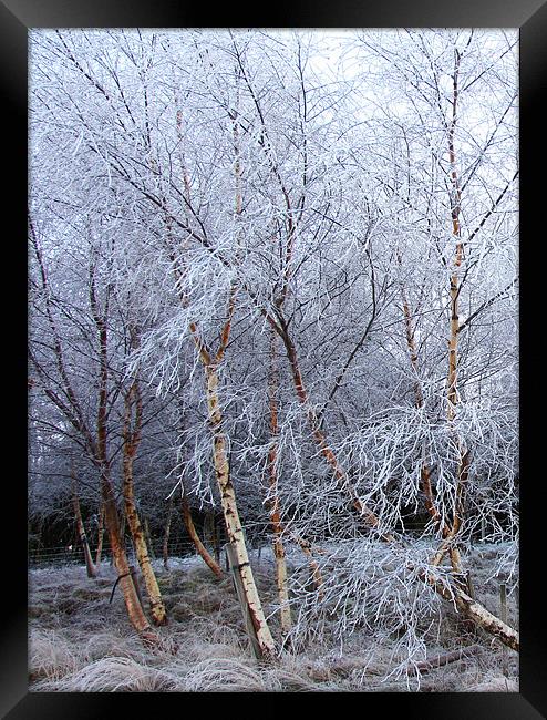 Frosted Trees in Snow Framed Print by Jacqi Elmslie