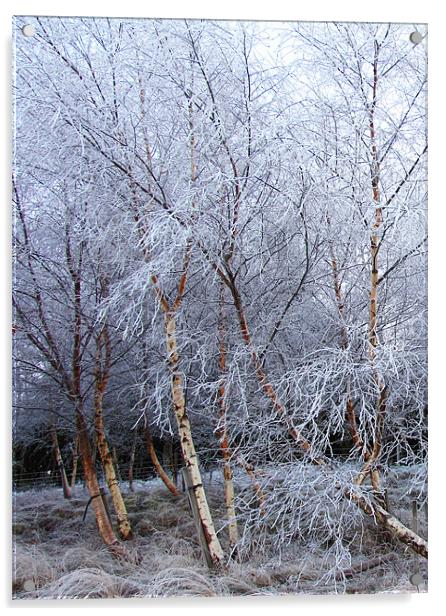 Frosted Trees in Snow Acrylic by Jacqi Elmslie
