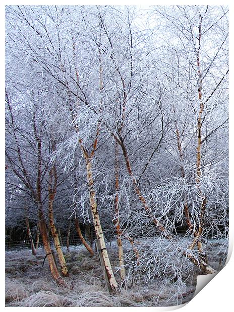 Frosted Trees in Snow Print by Jacqi Elmslie