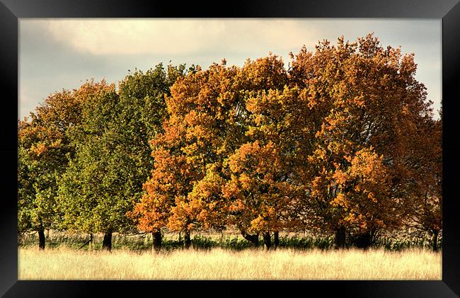 Autumn Colours Framed Print by Lucy Antony