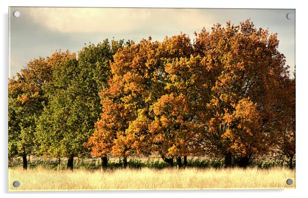 Autumn Colours Acrylic by Lucy Antony