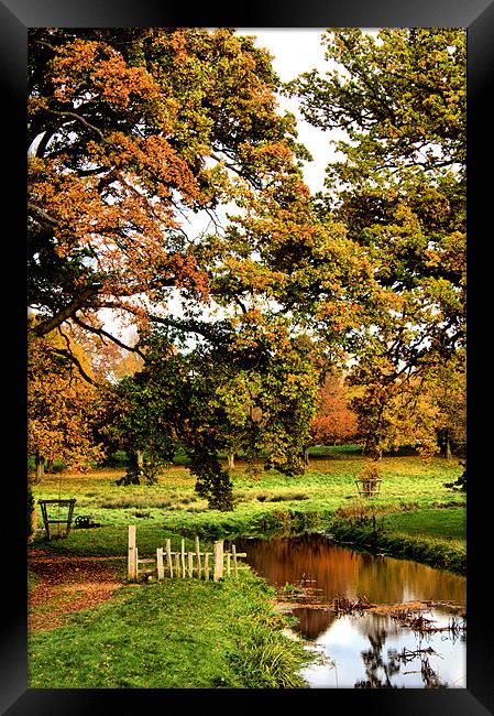 Autumn Scene Framed Print by Lucy Antony