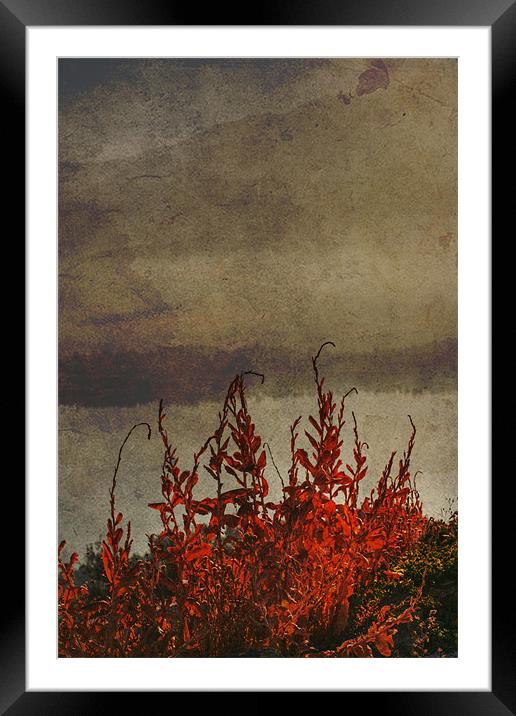 Dying weeds Framed Mounted Print by Gary Miles