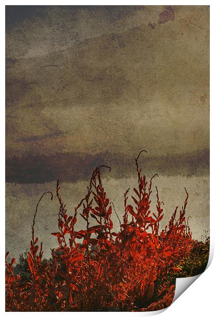 Dying weeds Print by Gary Miles