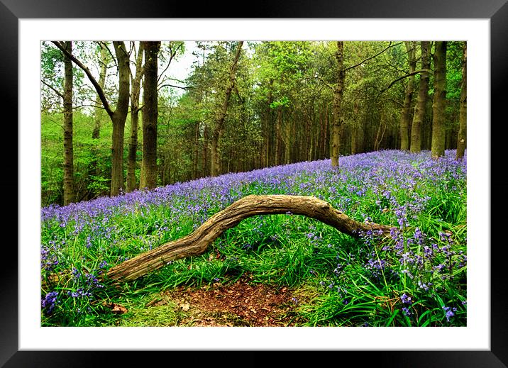 Natural Arch and Bluebells Framed Mounted Print by John Edwards