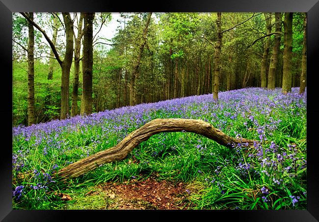 Natural Arch and Bluebells Framed Print by John Edwards