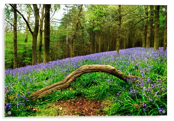 Natural Arch and Bluebells Acrylic by John Edwards