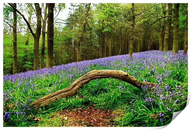 Natural Arch and Bluebells Print by John Edwards